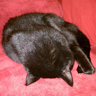 Beloved cat Chloe faceplanting on couch