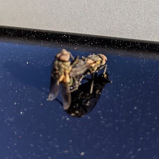 Two flies fornicating on car