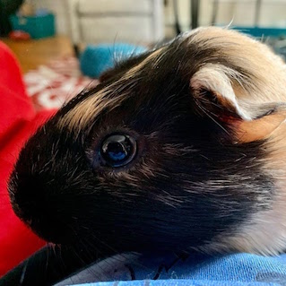 Rosie the Guinea Pig photographed by G
