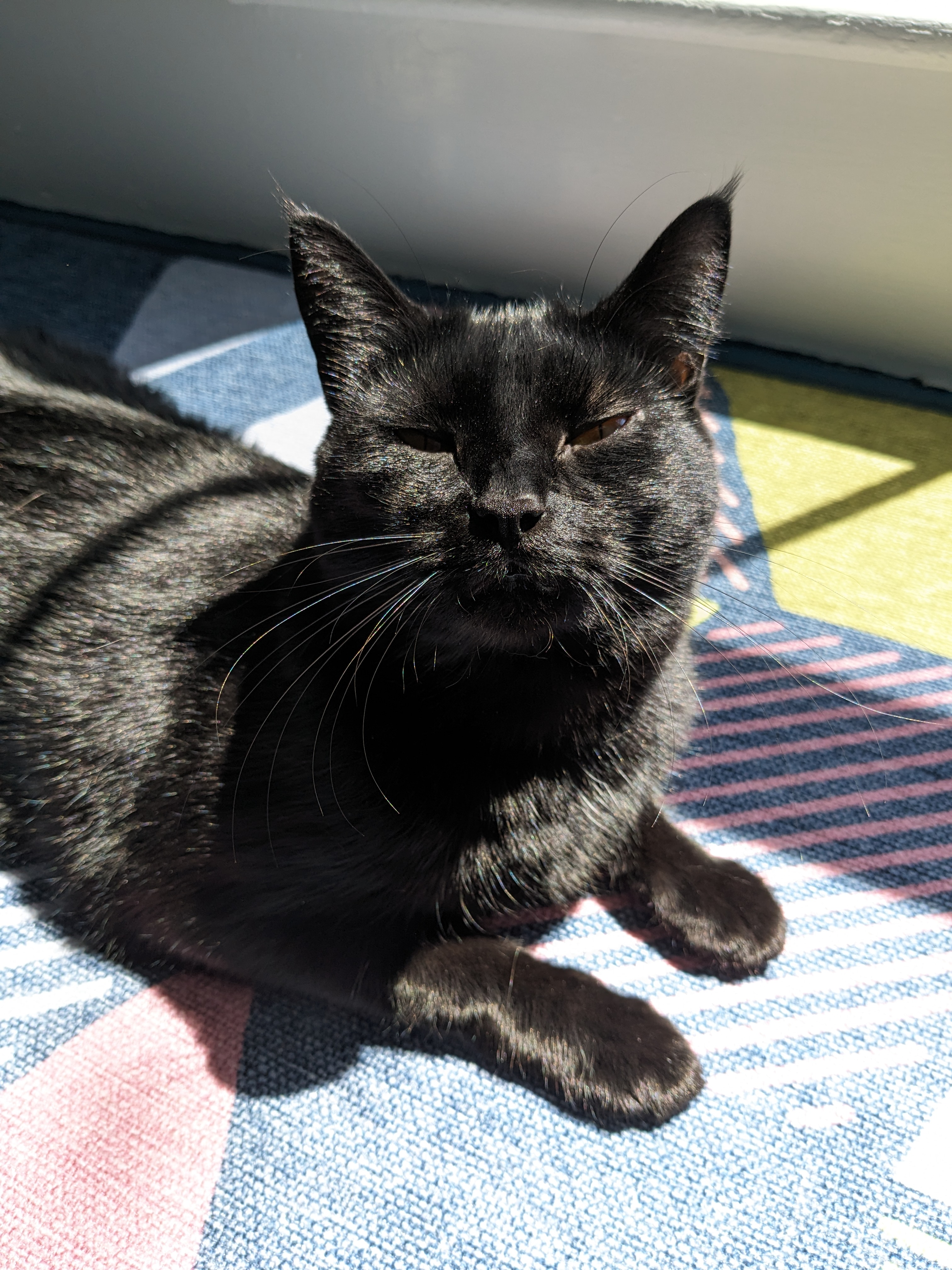 Jazzy the cat relaxes in the sun
